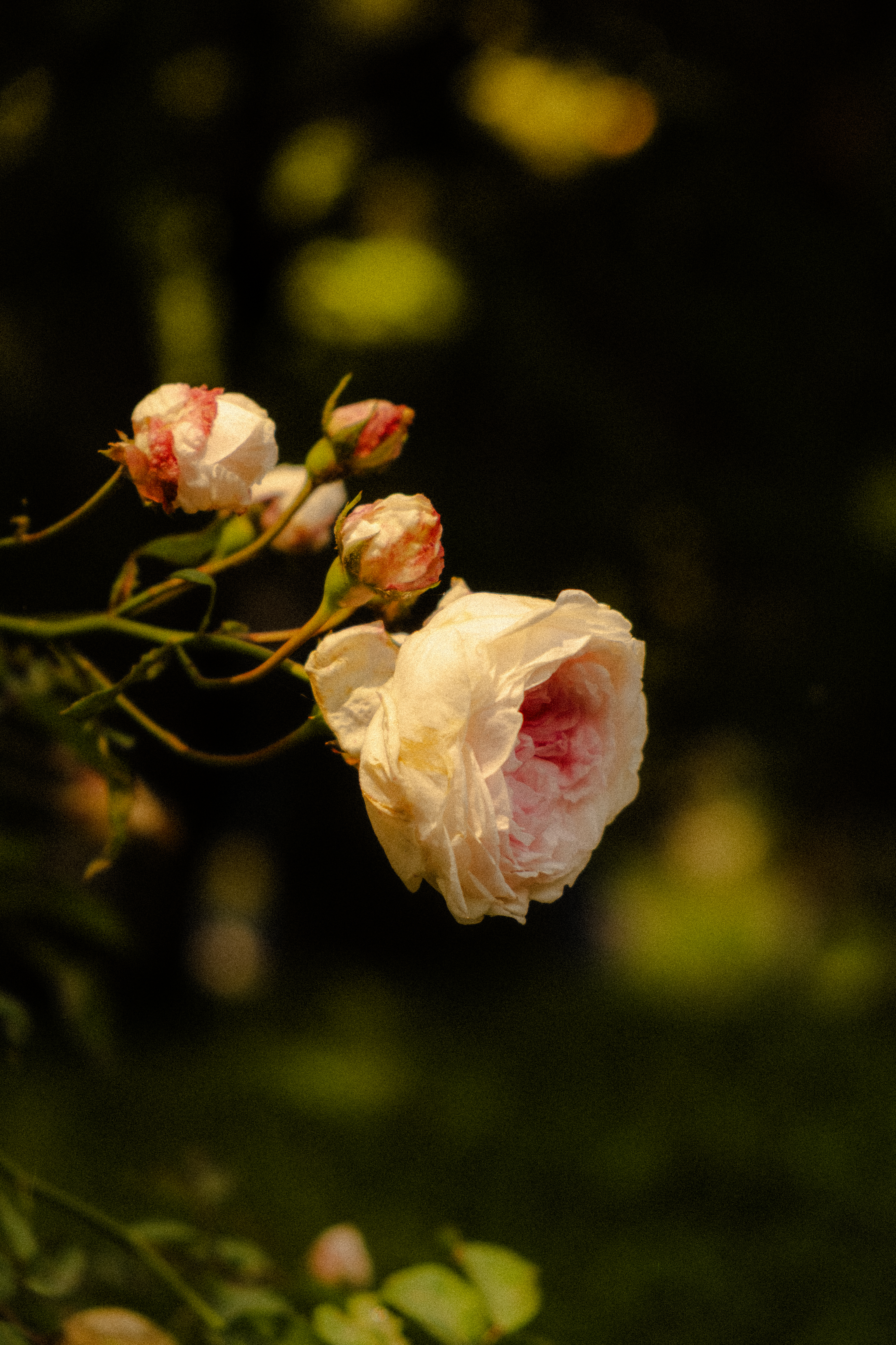 Photography portfolio image 4